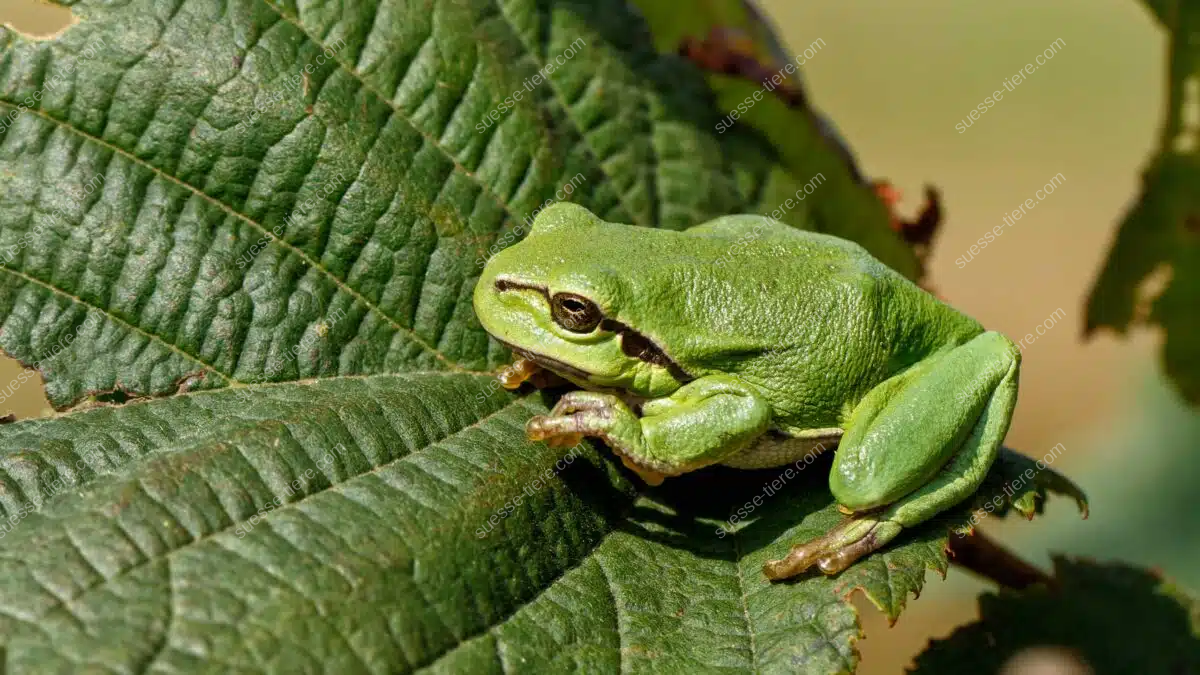 Ein grüner Laubfrosch sitzt auf einem Blatt und blickt zur Seite.