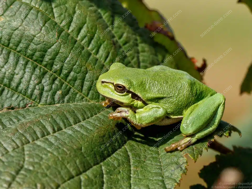 Ein grüner Laubfrosch sitzt auf einem Blatt und blickt zur Seite.