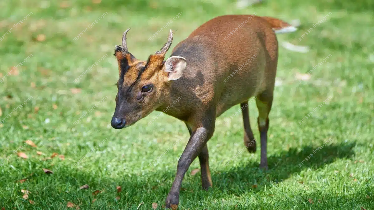 Ein Muntjak mit kurzem Geweih und rötlich-braunem Fell steht auf einer grünen Wiese und blickt aufmerksam nach vorne.