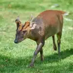 Ein Muntjak mit kurzem Geweih und rötlich-braunem Fell steht auf einer grünen Wiese und blickt aufmerksam nach vorne.