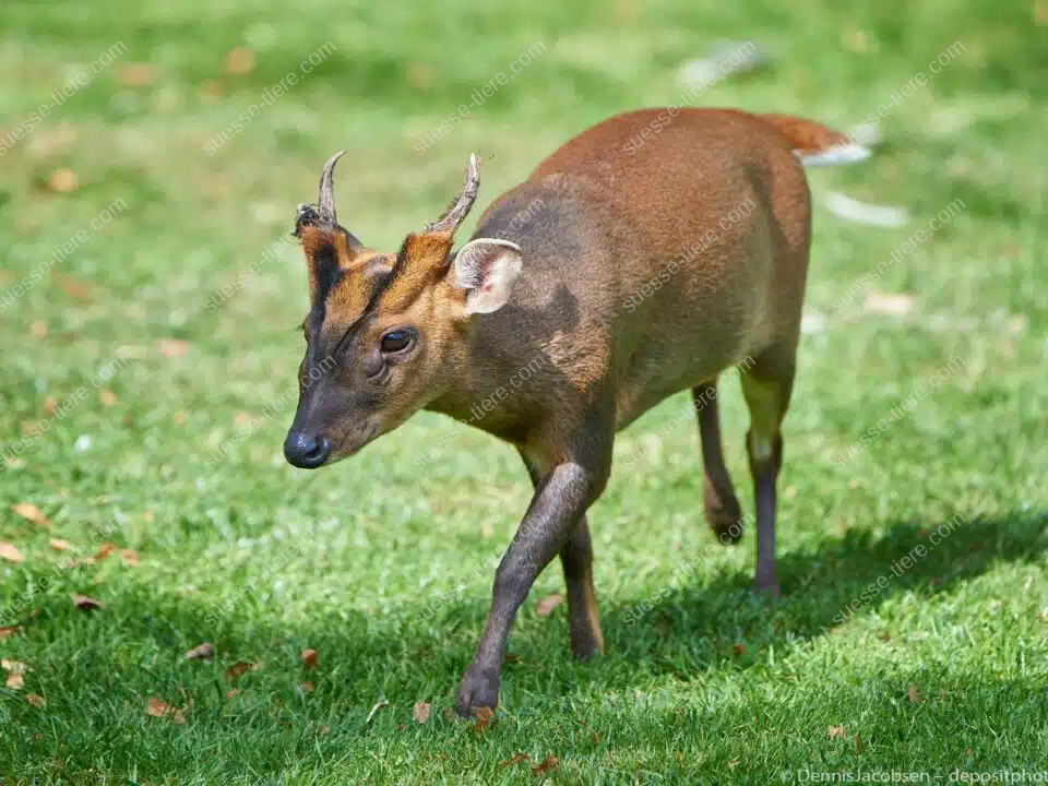 Ein Muntjak mit kurzem Geweih und rötlich-braunem Fell steht auf einer grünen Wiese und blickt aufmerksam nach vorne.