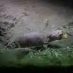 Ein Nacktmull kriecht durch einen schmalen, sandigen Tunnel in seinem Bau.