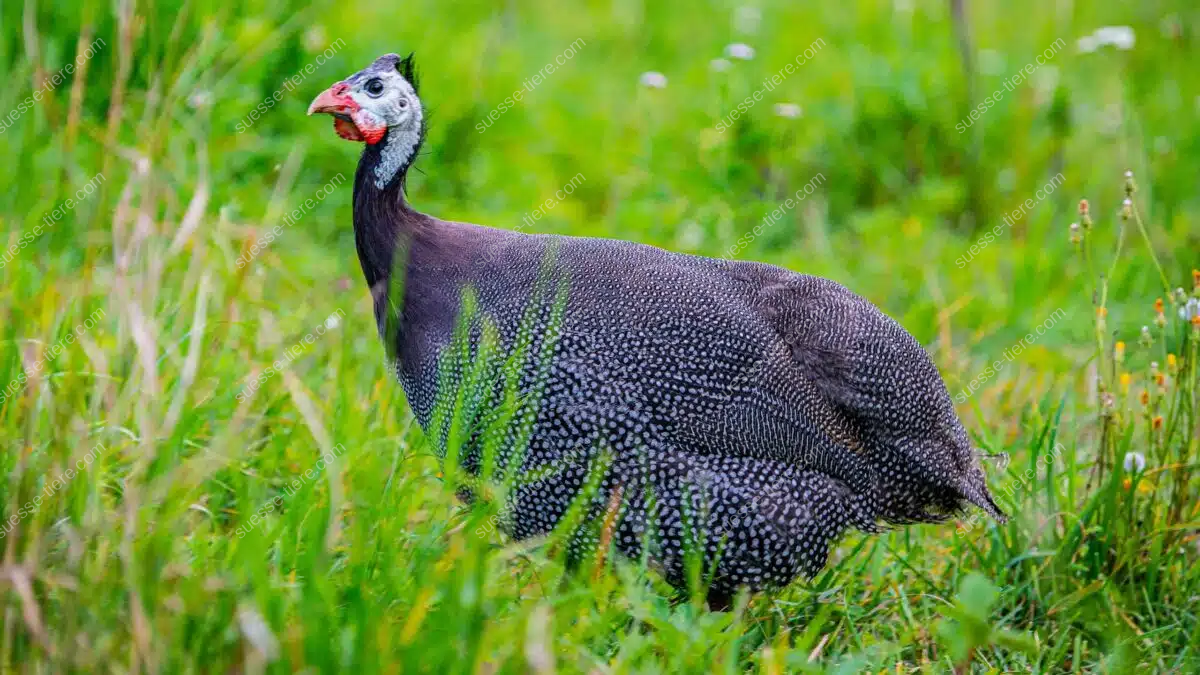 Ein Perlhuhn mit hellem Kopf und schwarz-weißem Gefieder steht aufmerksam in einer grünen Wiese.