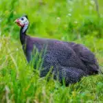 Ein Perlhuhn mit hellem Kopf und schwarz-weißem Gefieder steht aufmerksam in einer grünen Wiese.