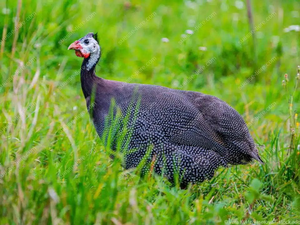 Ein Perlhuhn mit hellem Kopf und schwarz-weißem Gefieder steht aufmerksam in einer grünen Wiese.