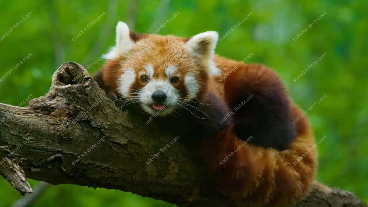 Ein Roter Panda liegt ausgestreckt auf einem Ast und blickt direkt in die Kamera.