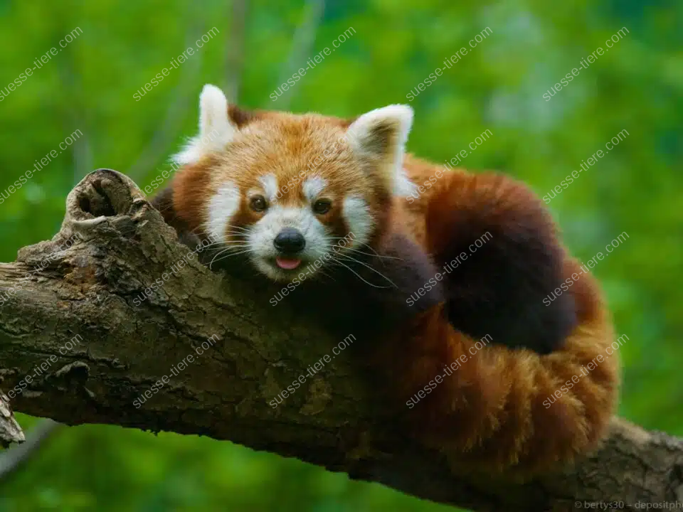 Ein Roter Panda liegt ausgestreckt auf einem Ast und blickt direkt in die Kamera.
