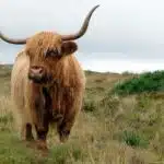 Ein Schottisches Hochlandrind mit zotteligem Fell und langen Hörnern blickt direkt in die Kamera.