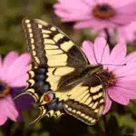 Ein Schwalbenschwanz sitzt mit ausgebreiteten Flügeln auf einer violett-pinken Blüte bei hellem Tageslicht.