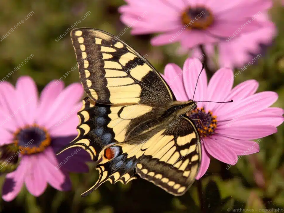 Ein Schwalbenschwanz sitzt mit ausgebreiteten Flügeln auf einer violett-pinken Blüte bei hellem Tageslicht.