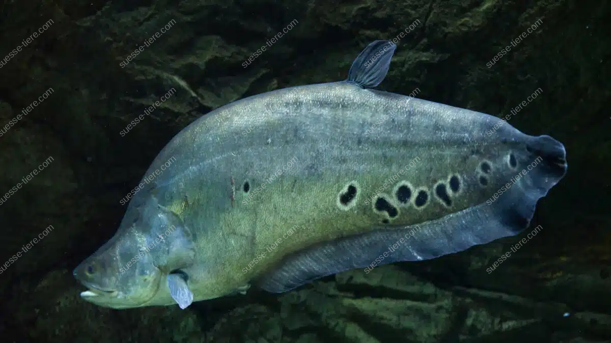 Ein silbrig glänzender Tausenddollarfisch schwimmt durch ein sonnenbeschienenes Küstengewässer.