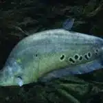 Ein silbrig glänzender Tausenddollarfisch schwimmt durch ein sonnenbeschienenes Küstengewässer.