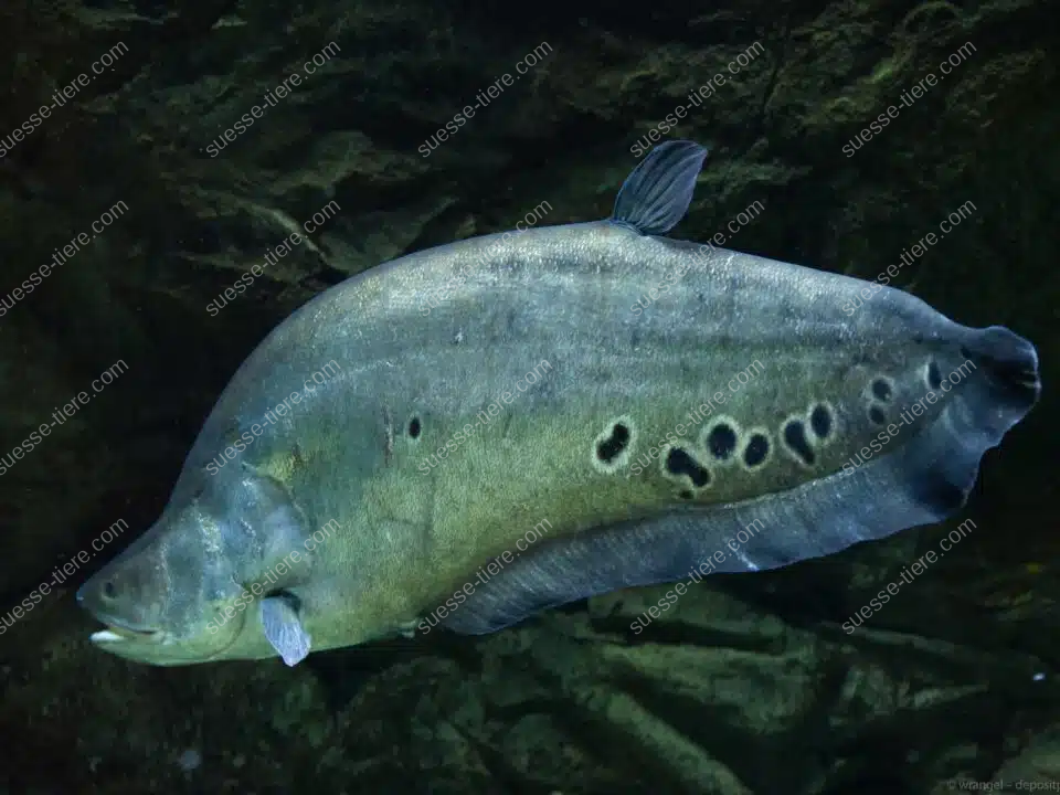 Ein silbrig glänzender Tausenddollarfisch schwimmt durch ein sonnenbeschienenes Küstengewässer.