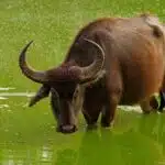 Ein Wasserbüffel mit gebogenen Hörnern steht im flachen grünen Wasser und blickt ruhig in die Kamera.