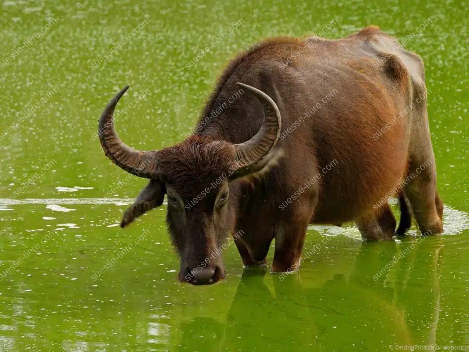 Ein Wasserbüffel mit gebogenen Hörnern steht im flachen grünen Wasser und blickt ruhig in die Kamera.