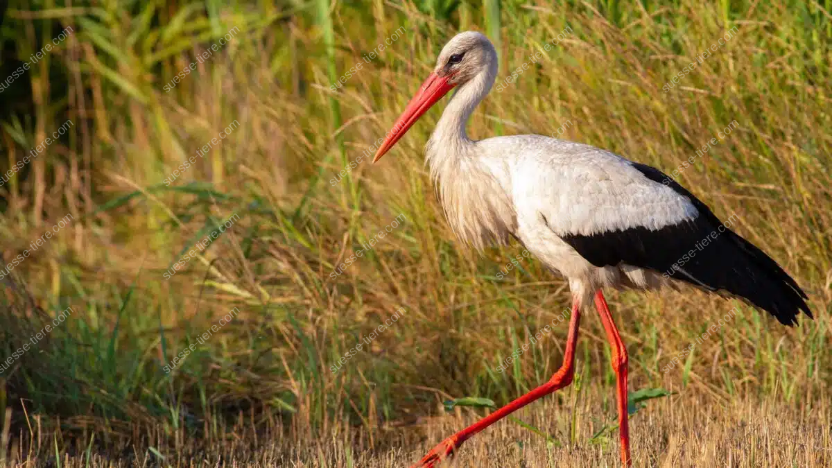 Ein Weißstorch mit roten Beinen und Schnabel schreitet durch eine Wiese auf der Suche nach Nahrung.