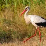 Ein Weißstorch mit roten Beinen und Schnabel schreitet durch eine Wiese auf der Suche nach Nahrung.