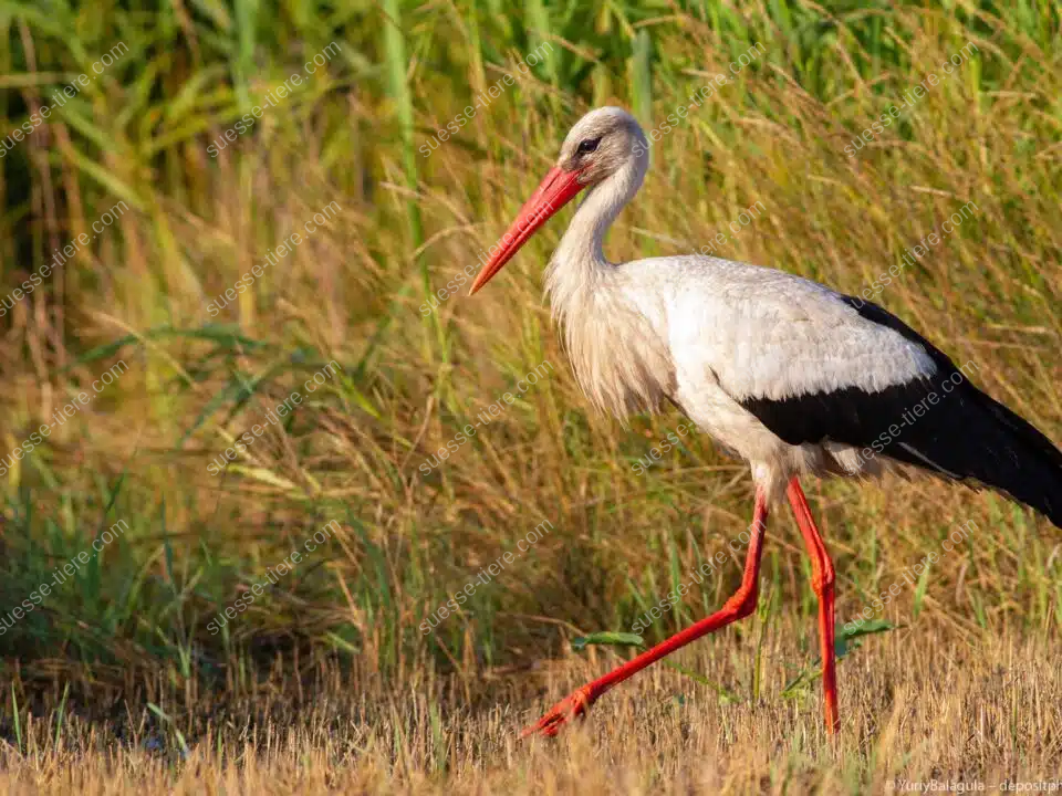 Ein Weißstorch mit roten Beinen und Schnabel schreitet durch eine Wiese auf der Suche nach Nahrung.