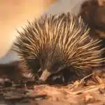 Ameisenigel mit Stacheln sucht am Waldboden nach Insekten.