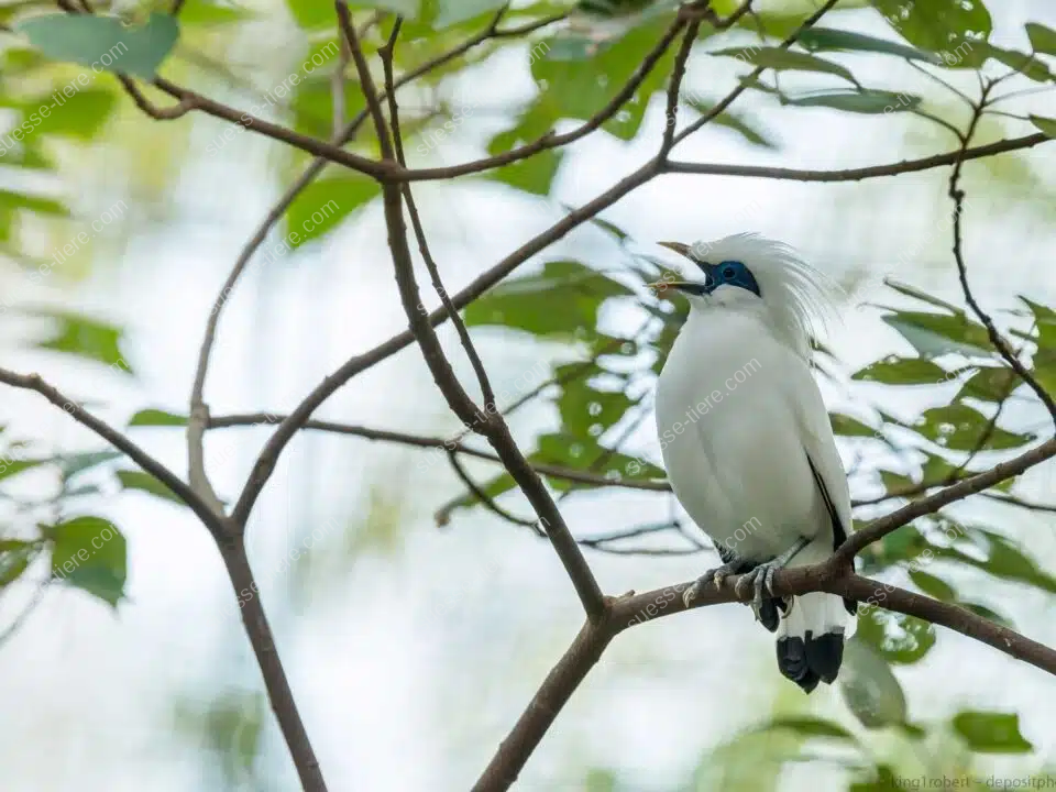 Ein Balistar sitzt auf einem Ast und zeigt seinen blauen Augenring vor grünem Hintergrund.