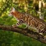 Eine Bengalkatze mit getupftem Fell balanciert aufmerksam auf einem Baumast im Garten.