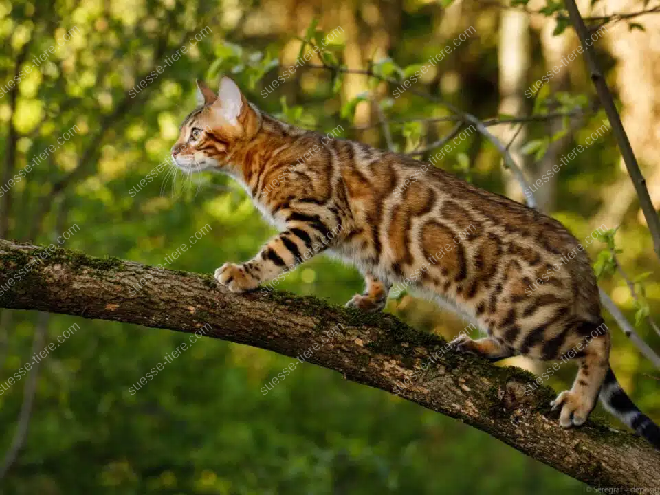Eine Bengalkatze mit getupftem Fell balanciert aufmerksam auf einem Baumast im Garten.