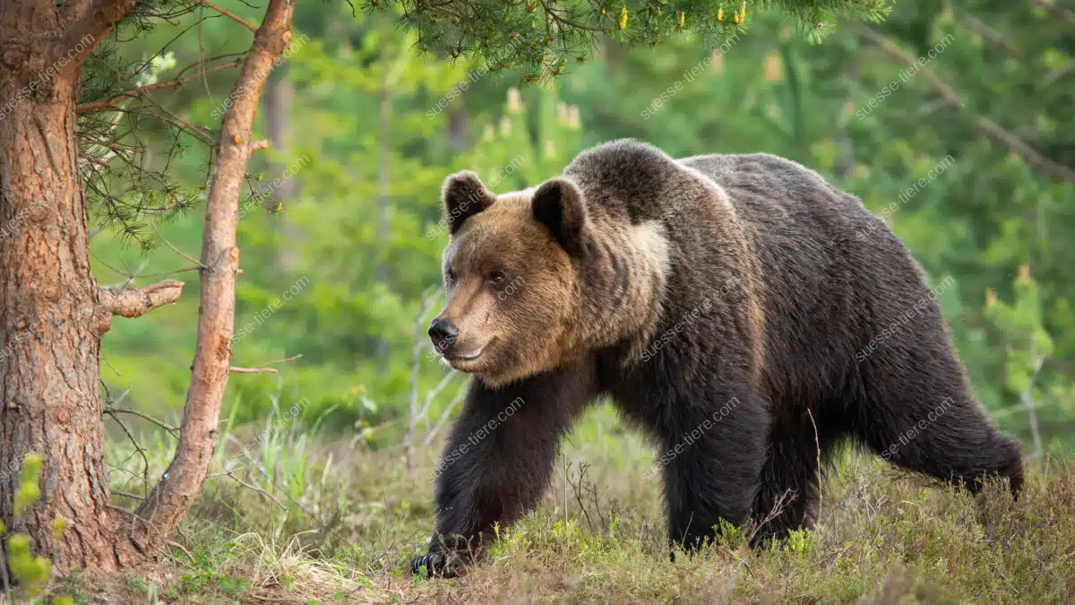 Ein Braunbär steht an einem Waldrand und blickt aufmerksam in die Ferne.