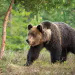 Ein Braunbär steht an einem Waldrand und blickt aufmerksam in die Ferne.