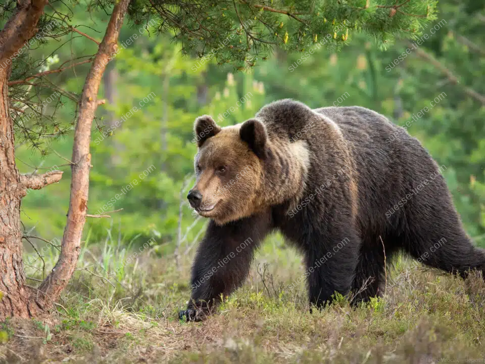 Ein Braunbär steht an einem Waldrand und blickt aufmerksam in die Ferne.