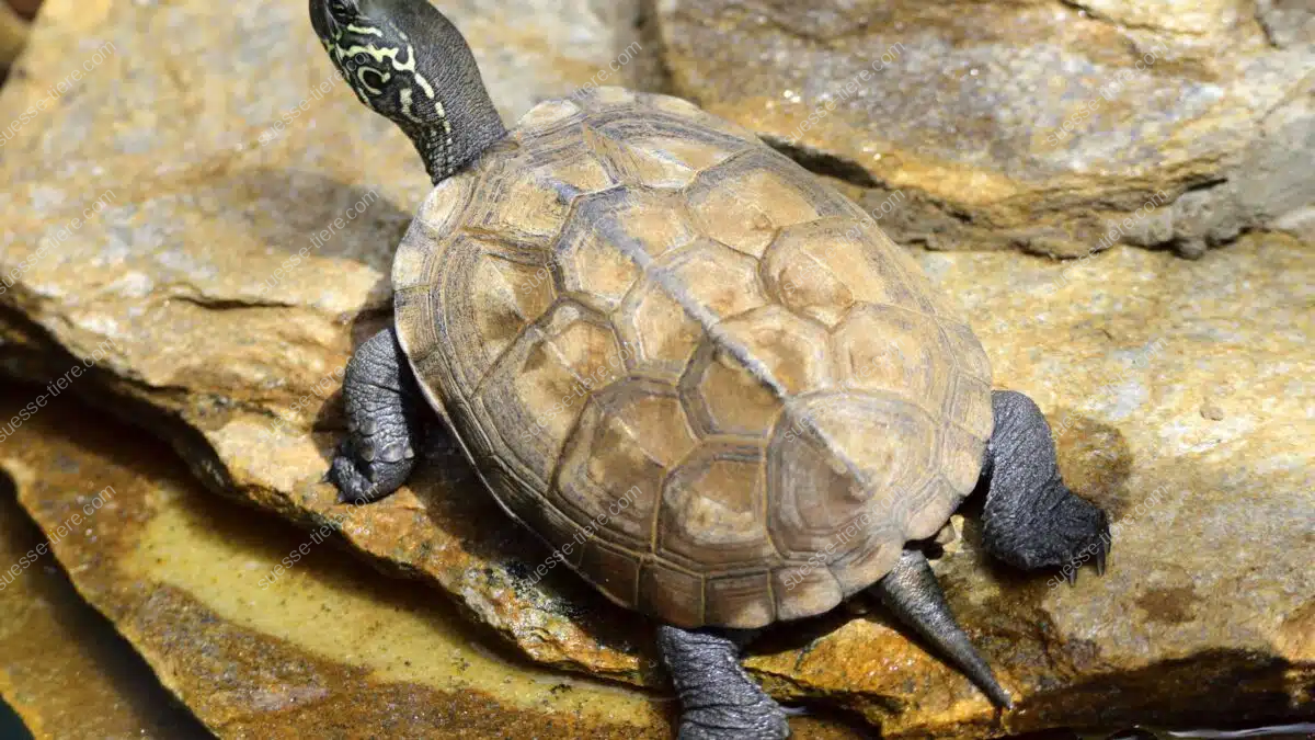 Eine Chinesische Dreikielschildkröte sitzt entspannt auf einem flachen Stein und sonnt sich, während ihr Panzer gut sichtbar ist.