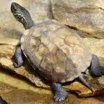 Eine Chinesische Dreikielschildkröte sitzt entspannt auf einem flachen Stein und sonnt sich, während ihr Panzer gut sichtbar ist.