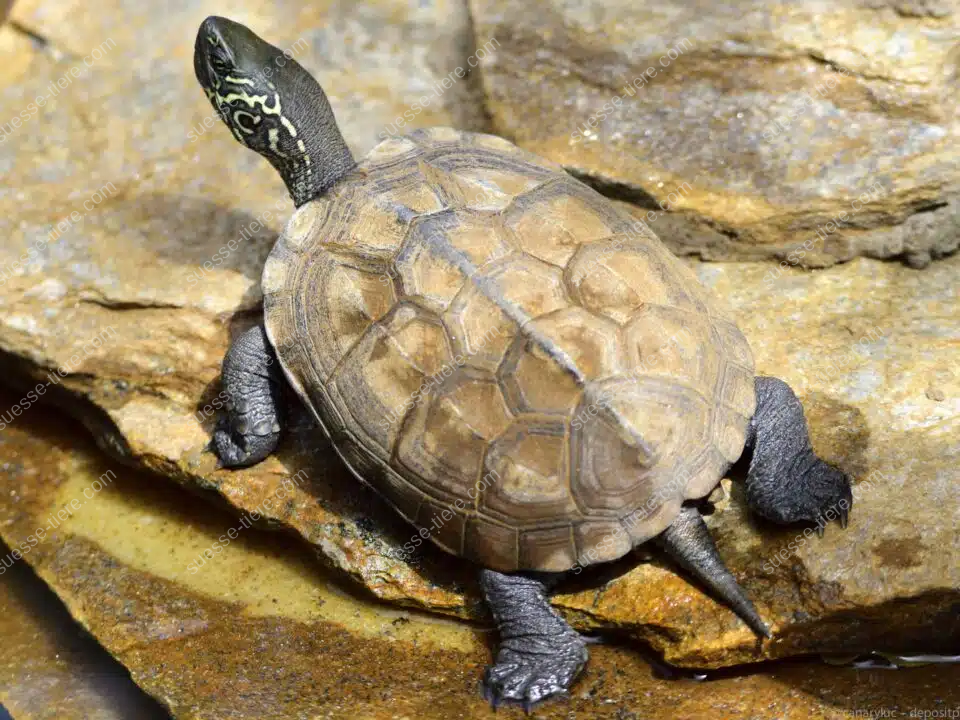 Eine Chinesische Dreikielschildkröte sitzt entspannt auf einem flachen Stein und sonnt sich, während ihr Panzer gut sichtbar ist.
