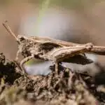 Eine Dornschrecke sitzt gut getarnt auf feuchtem Waldboden.