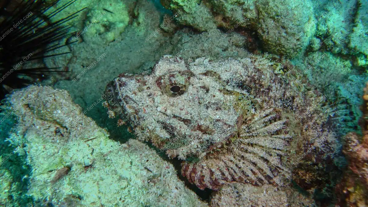 Ein Echte Steinfisch liegt gut getarnt auf dem sandigen Meeresboden eines Korallenriffs.