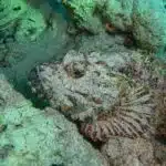 Ein Echte Steinfisch liegt gut getarnt auf dem sandigen Meeresboden eines Korallenriffs.