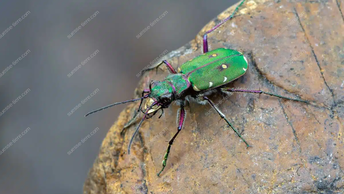Ein Feld-Sandlaufkäfer mit schimmerndem Panzer sitzt auf einem Stein und beobachtet aufmerksam seine Umgebung.