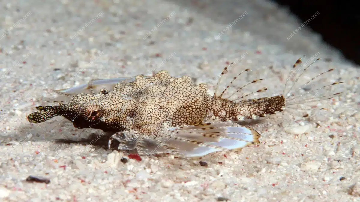 Ein Flügelrossfisch liegt perfekt getarnt auf dem sandigen Meeresboden.
