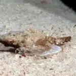 Ein Flügelrossfisch liegt perfekt getarnt auf dem sandigen Meeresboden.