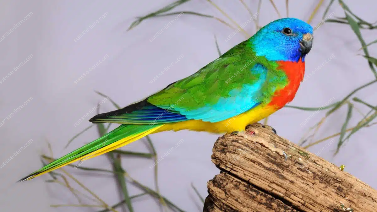 Ein Glanzsittich mit leuchtend grünem, blauem und rotem Gefieder sitzt aufmerksam auf einem Ast.