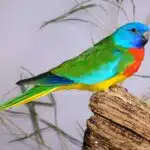Ein Glanzsittich mit leuchtend grünem, blauem und rotem Gefieder sitzt aufmerksam auf einem Ast.