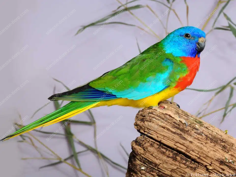 Ein Glanzsittich mit leuchtend grünem, blauem und rotem Gefieder sitzt aufmerksam auf einem Ast.