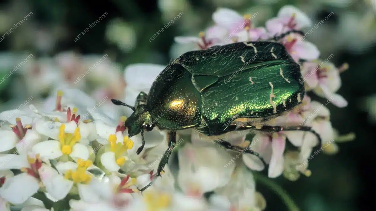 Ein goldglänzender Rosenkäfer sitzt auf einer weißen Blüte und sammelt Pollen.