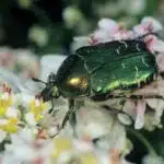 Ein goldglänzender Rosenkäfer sitzt auf einer weißen Blüte und sammelt Pollen.