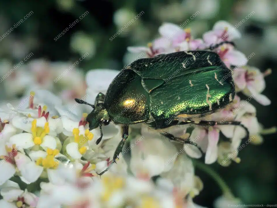 Ein goldglänzender Rosenkäfer sitzt auf einer weißen Blüte und sammelt Pollen.