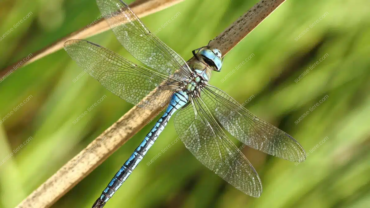 Eine Große Königslibelle ruht mit gespreizten Flügeln auf einem trockenen Zweig.