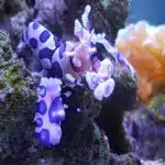 Eine Harlekingarnele krabbelt an einer farbenfrohen Koralle entlang.