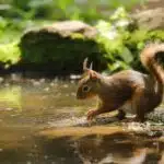 Ein japanisches Eichhörnchen sitzt mit buschigem Schwanz auf einem Ast und blickt aufmerksam in die Ferne.