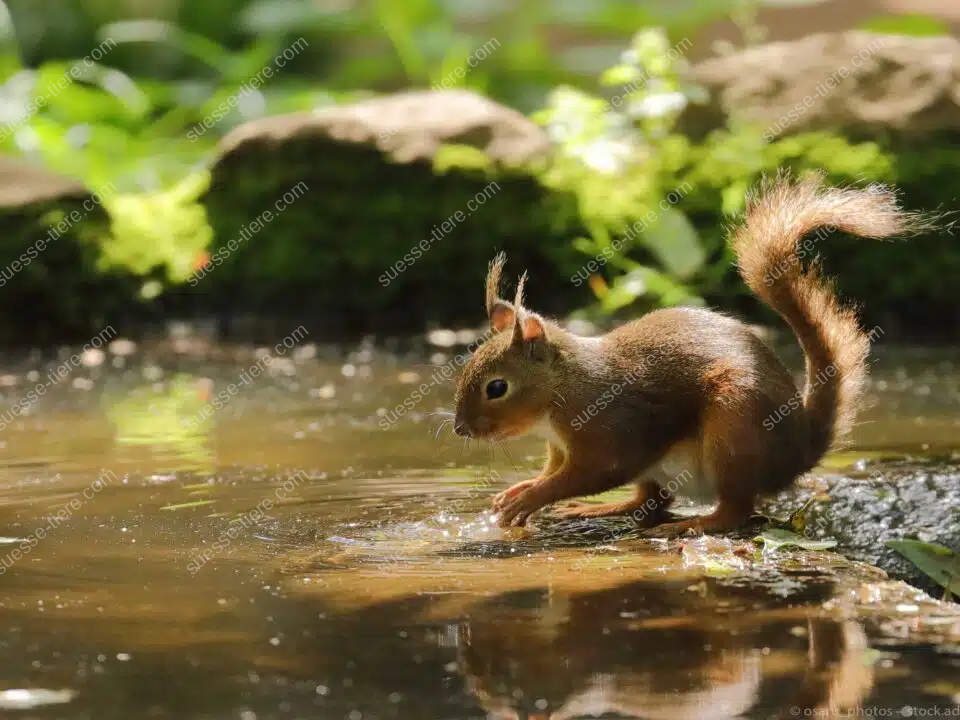 Ein japanisches Eichhörnchen sitzt mit buschigem Schwanz auf einem Ast und blickt aufmerksam in die Ferne.