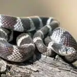 Die Kalifornische Kettennatter liegt mit braun-cremefarbenem Schuppenmuster auf einem warmen Fels und beobachtet aufmerksam ihre Umgebung.