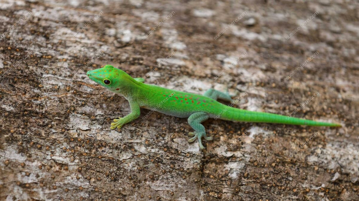 Ein Madagaskar-Taggecko klettert geschickt auf einem tropischen Baumstamm.